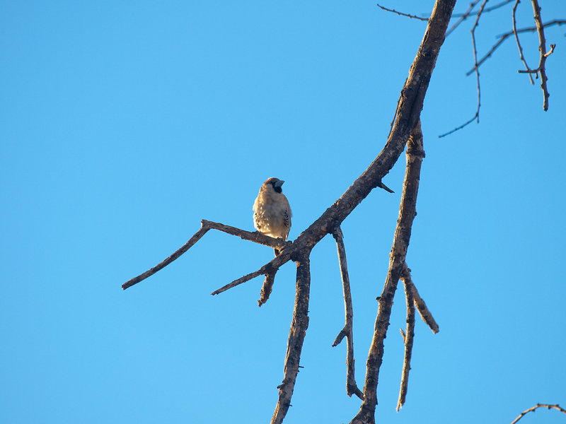 Etosha National Park, Okaukuejo, Weaver
        bird